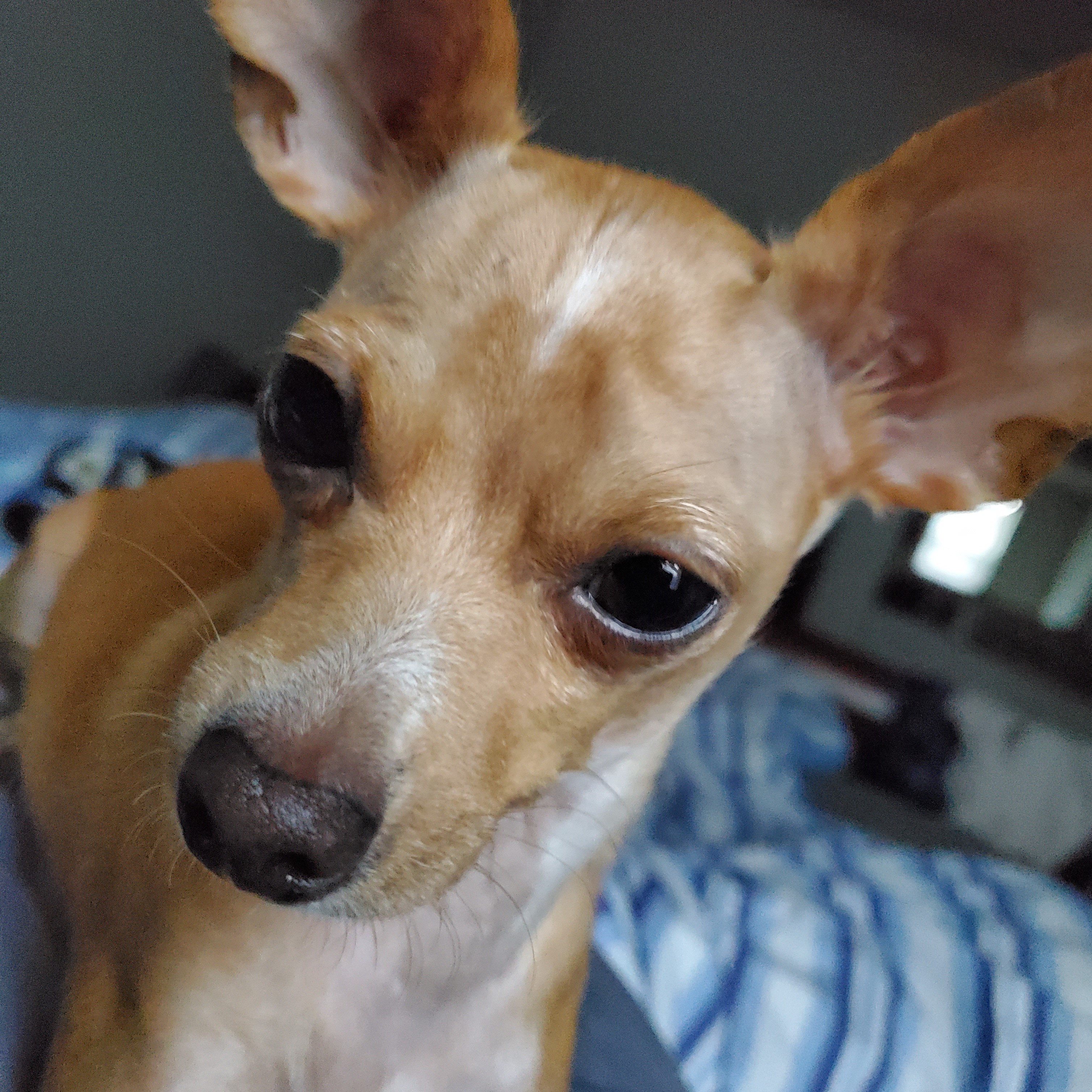 prince